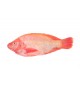 Carton poisson tilapia rouge écaillé vidé congelé NUMBER ONE 4kg